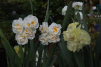 Fragrant Daffodils